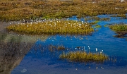 Cotton Grass 12-5115